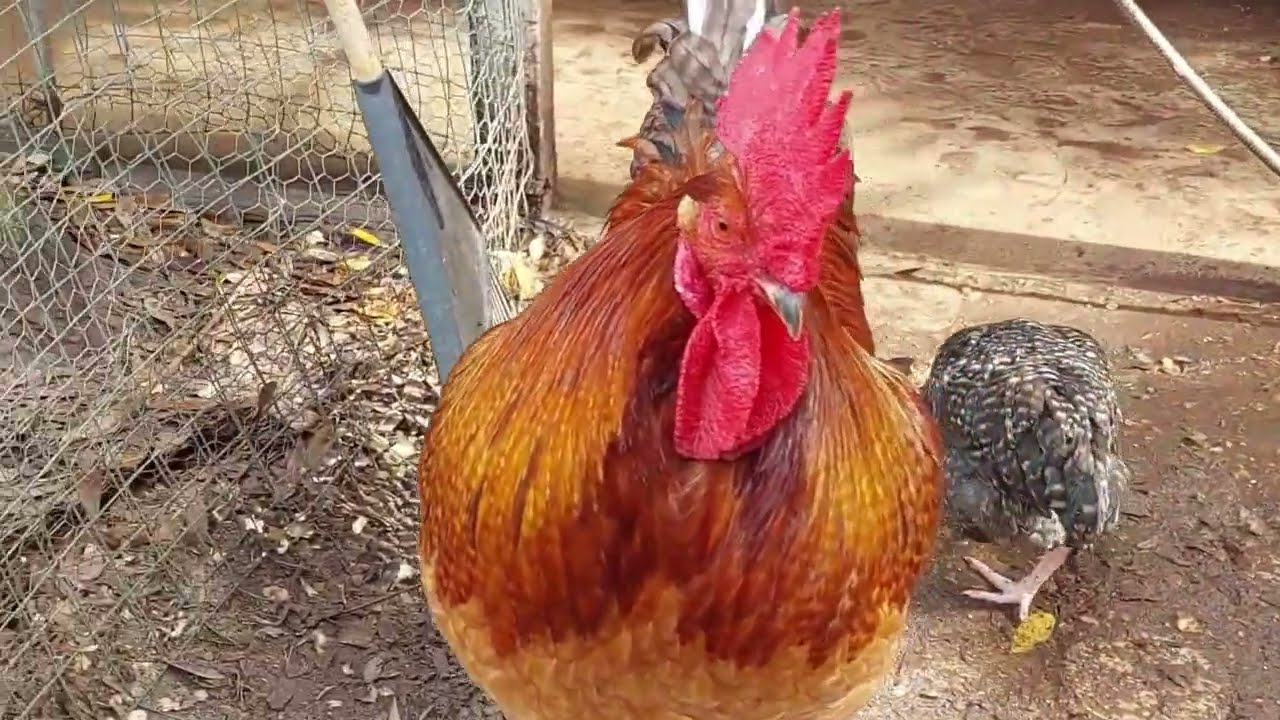 Петухи никогда не забывают
