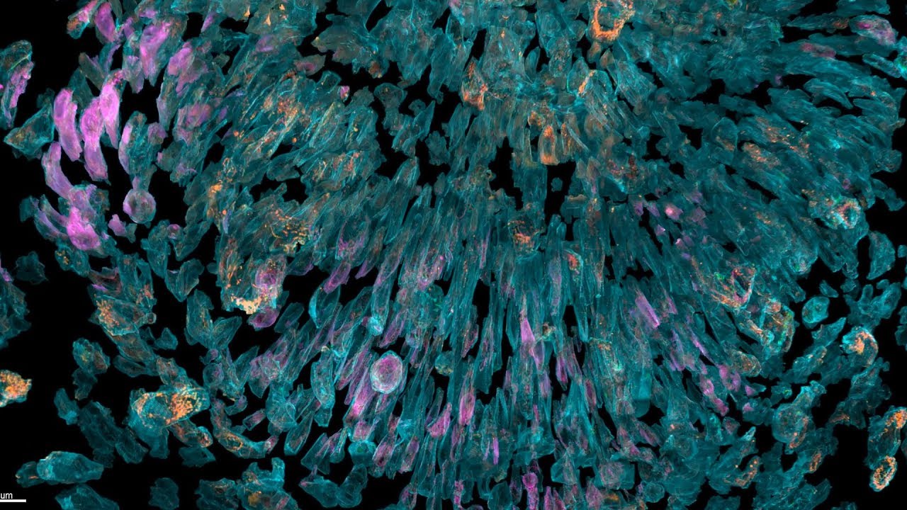 3D Microscopes: To boldly go...