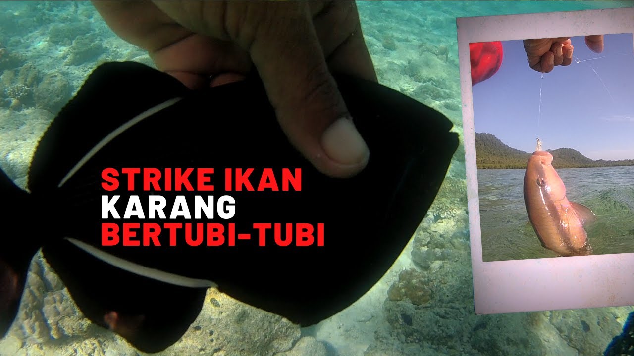 Ikan Karang dangkal// Strike bertubi-tubi #mancingikankarang #mancingikan