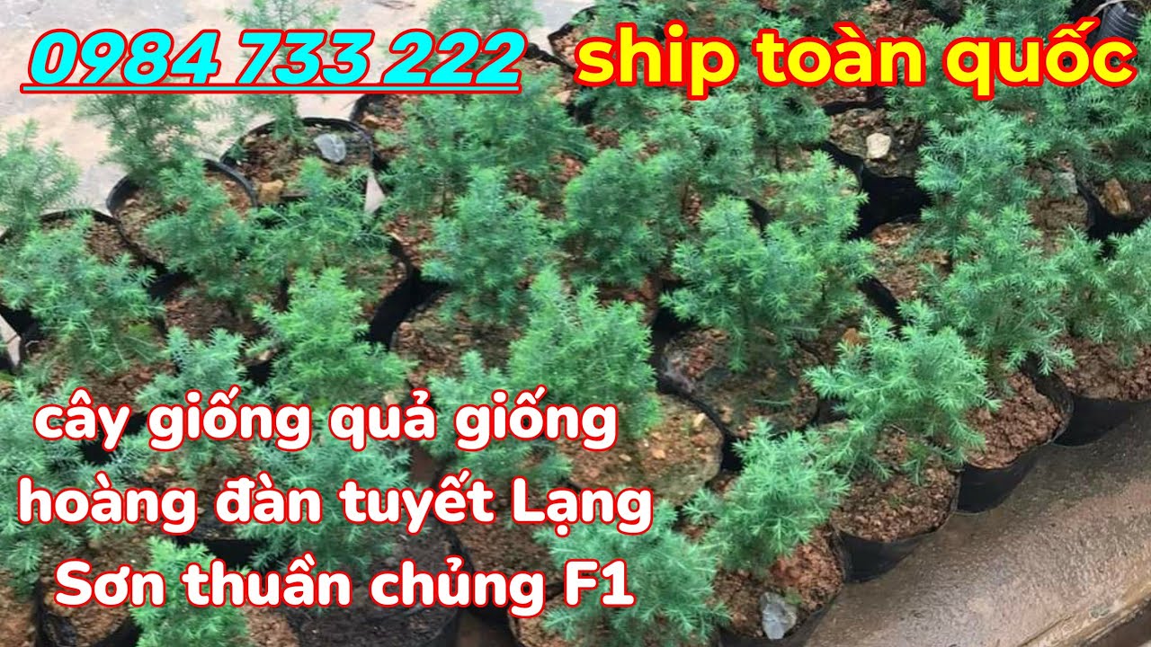 Cây Hoàng Đàn Tuyết Lạng Sơn - cây giống hoàng đàn tuyết Lạng Sơn