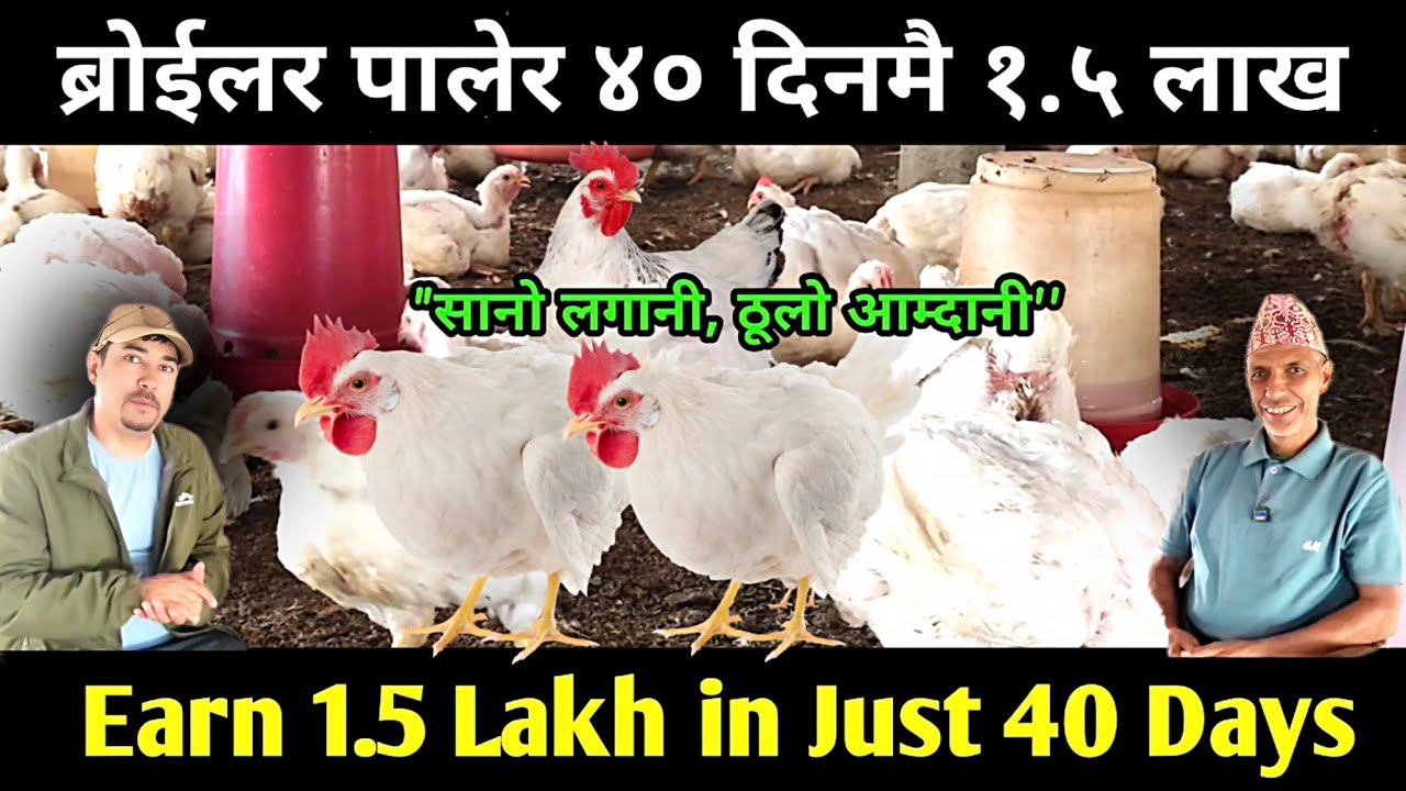 ब्रोईलर पालेर ४० दिनमै १ लाख ५० हजार।। Make ₹1.5 Lakh in JUST 40 Days with Broiler Poultry Farming?