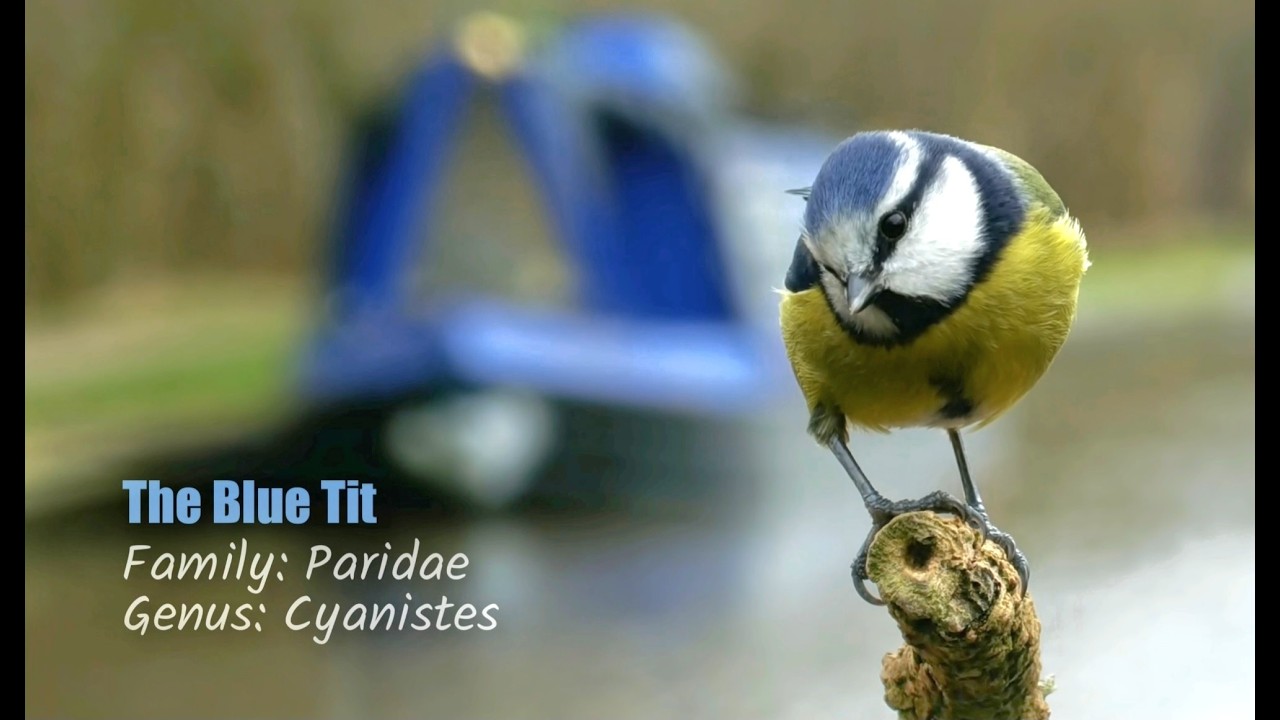 NATURE WATCH with Dave - LIVE - BIRD FEEDER onboard my floating home