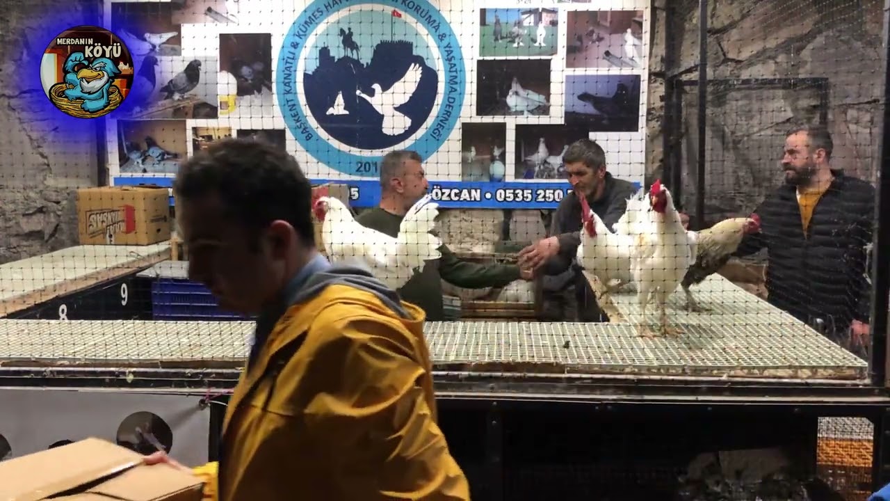 ayem cemani ve daha neler neler-TAVUK  HOROZ İHALESİ ANKARA 2024 030