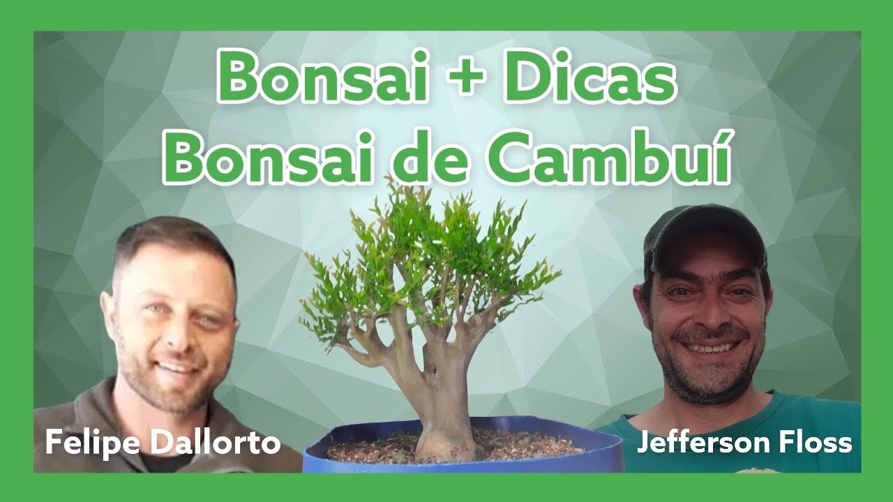 Bonsai de Cambuí de Jefferson Floss com Felipe Dallorto - Bonsai Mais Dicas