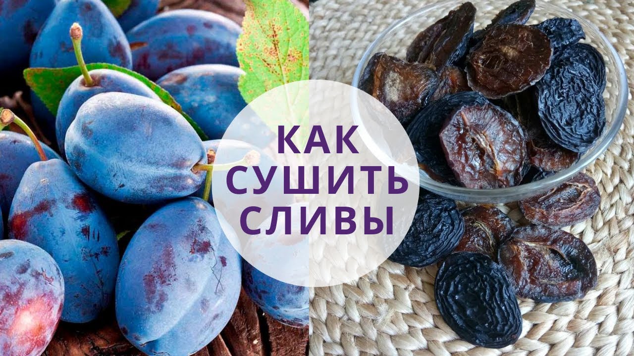 Сушка сливы в сушилке. Советы по хранению!