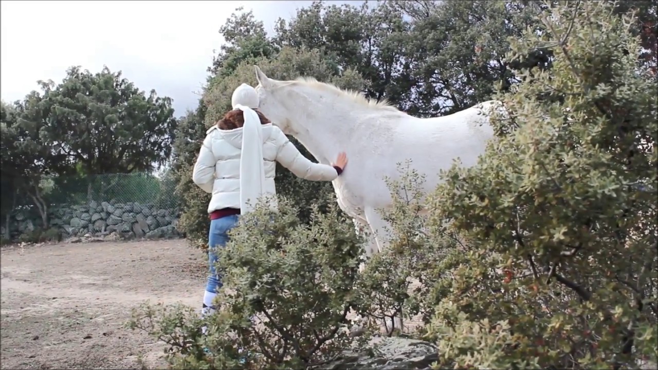 Ganar la confianza y el respeto de un caballo a campo abierto