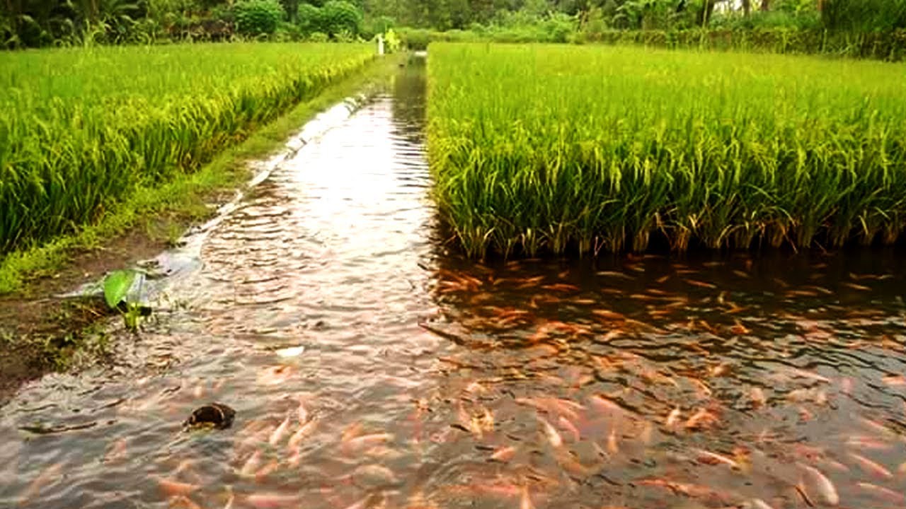 SISTEM MINA PADI, KOMBINASI LAHAN SAWAH DENGAN BUDIDAYA IKAN YANG MENGUNTUNGKAN PETANI