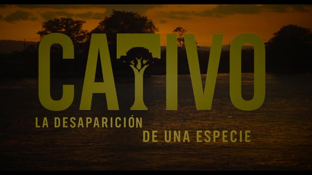 CATIVO – La desaparición de una especie | Documental ambiental en el Chocó colombiano