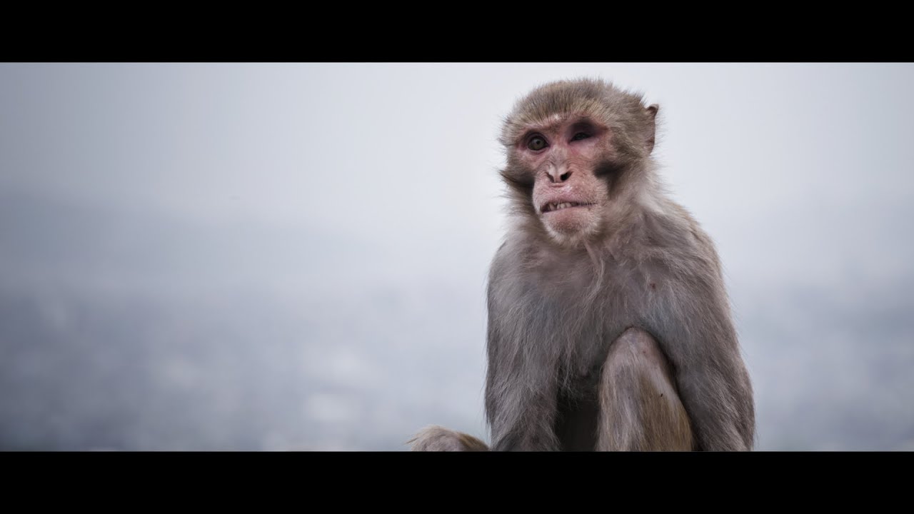 Street Photography, Kathmandu, Nepal | Lumix S5, slow shutter