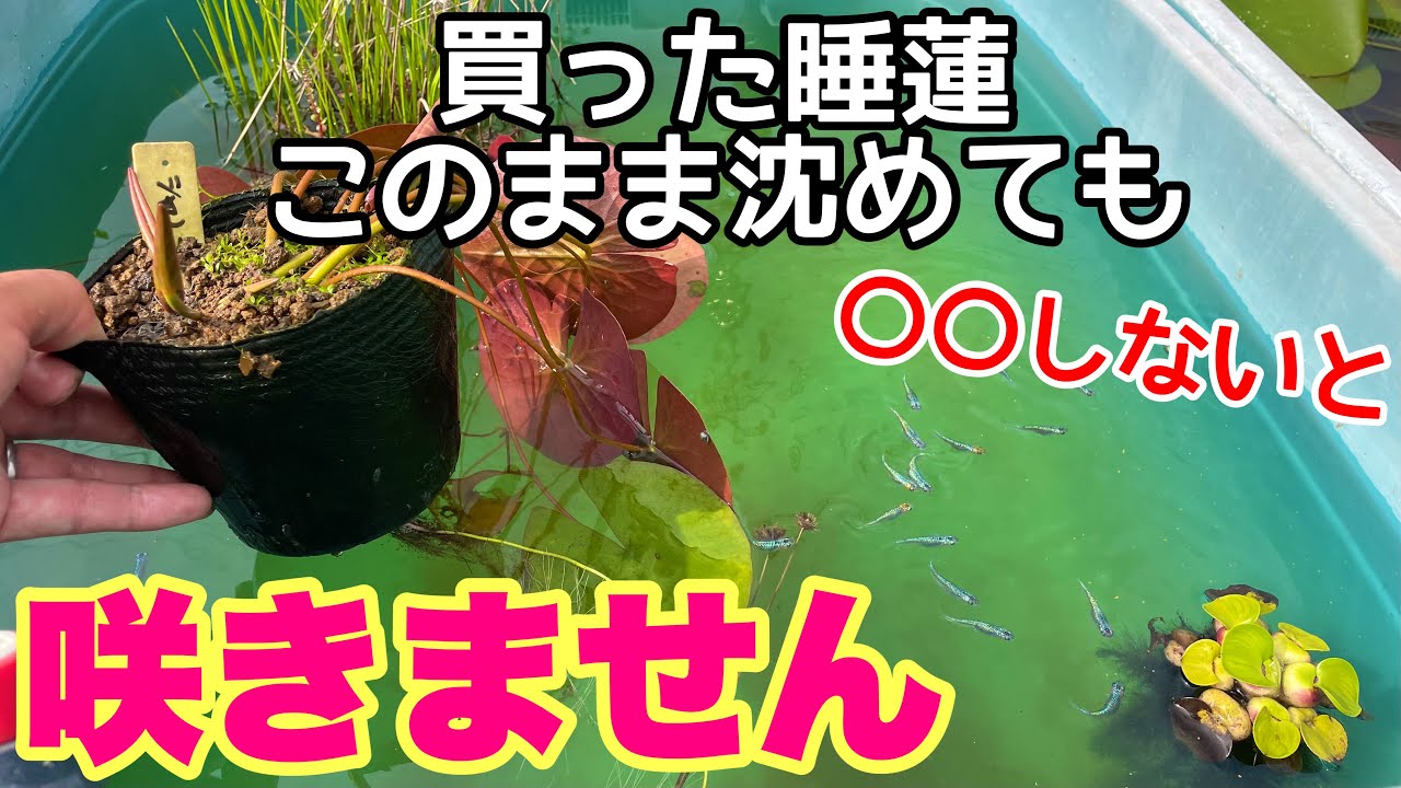 買った睡蓮○○しないと咲きません！開花させるポイント解説！メダカ睡蓮ビオトープ