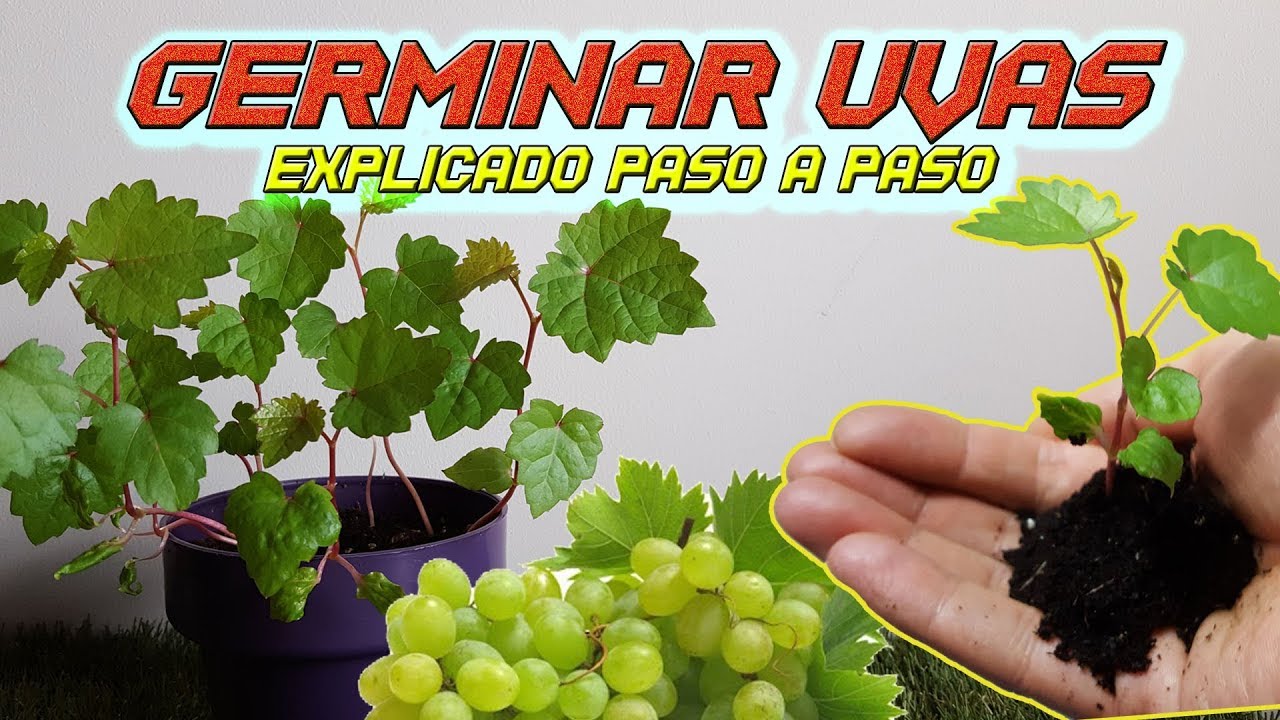 Como Germinar Semillas de Uva : EL MEJOR MÉTODO | Germinar Uva | Sembrar Uvas  | Cultivo Paso a Paso