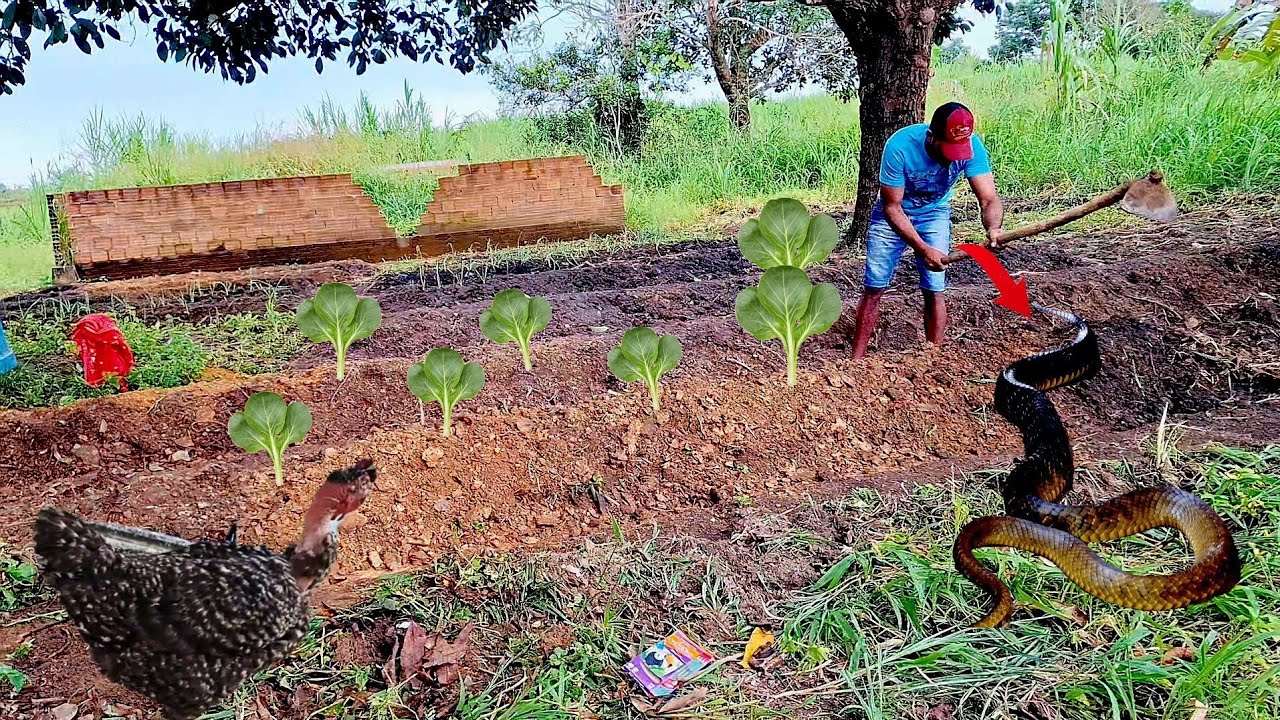 ROTINA NO SÍTIO TIVE UMA SURPRESA DEZAGRADAVEL MAIS TRABALHOS NA HORTA E LIMPEZA NAS CANA GALINHAS 