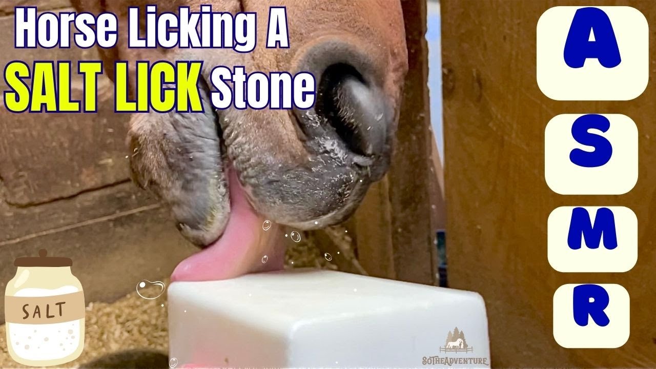 Horse LICKING A SALT Lick Stone ASMR / Oddly Relaxing Horse Sounds🐴