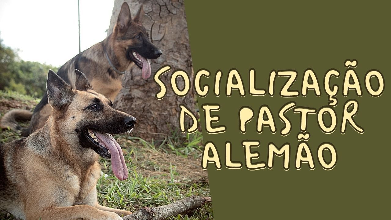 SOCIALIZAÇÃO DE PASTOR ALEMÃO - PASTOR ALEMÃO EM APARTAMENTO