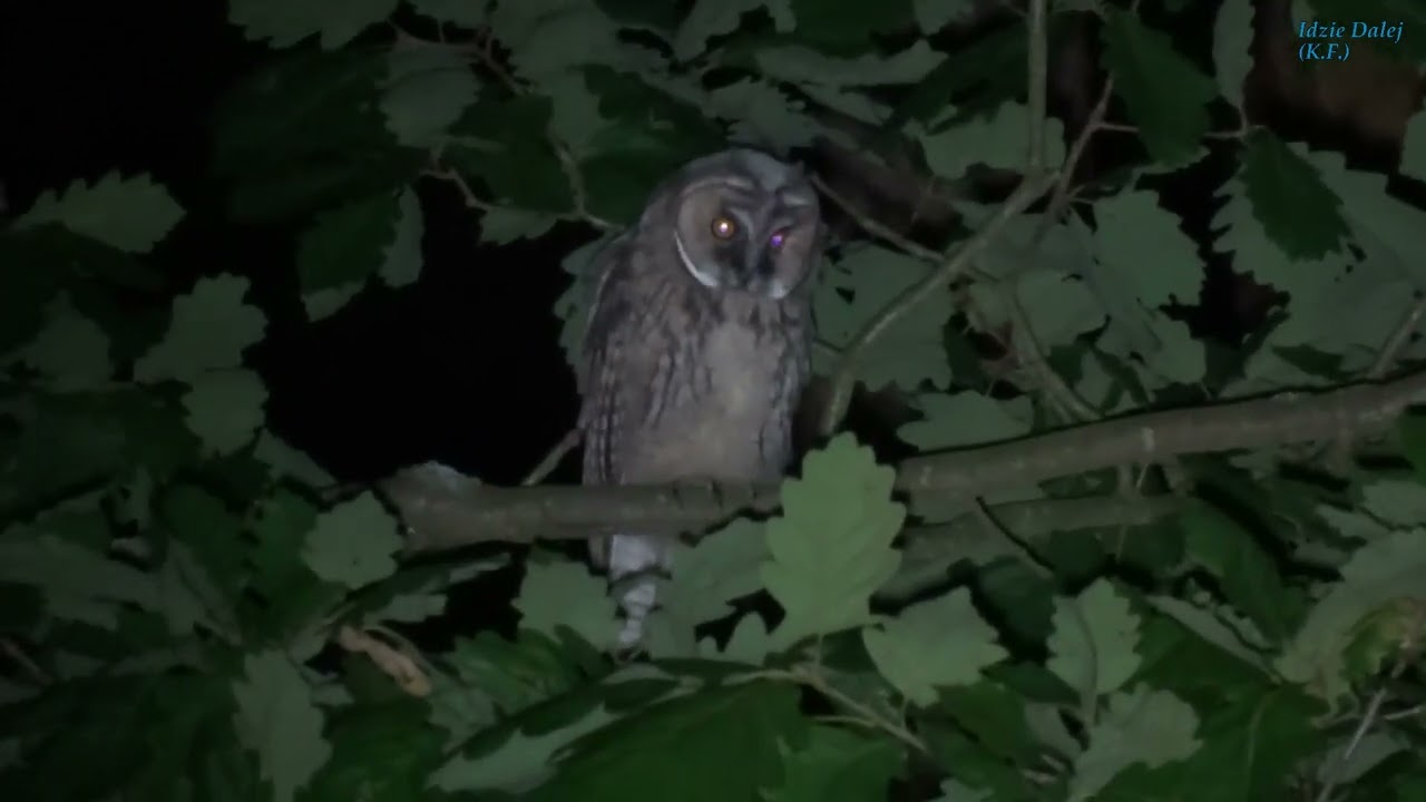 Sowa uszata odgłosy | Pisk młodych uszatek | Uszatka głos | long-eared owl | ушастая сова