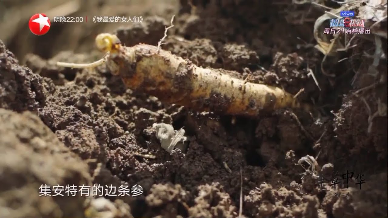 【看点】《本草中华2》人参种植6年才有资格制成红参 挖掘林下参需要趴在地上数小时！ 第6集【东方卫视官方高清HD】