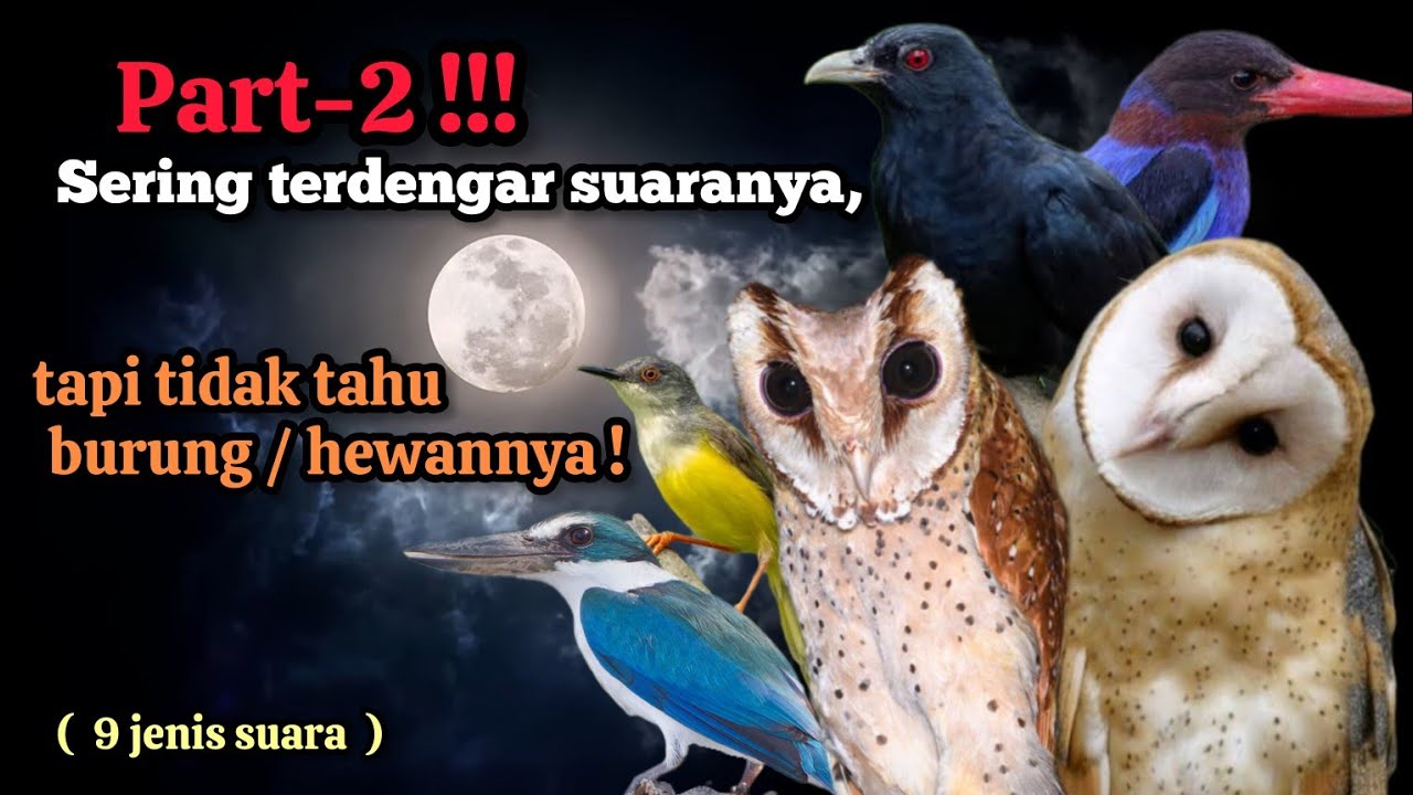 Part-2‼️Sering terdengar suaranya, tapi tidak tahu burung / hewannya‼️