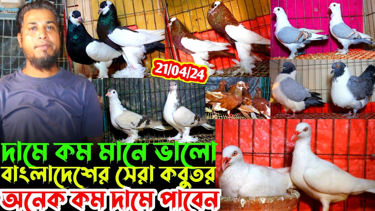 দামে কম মানে ভালো মানের ফেন্সি কবুতর // শরিলফু ভাইয়ের স্পেশাল ভিডিও // কম দামে কবুতর বিক্রি হবে