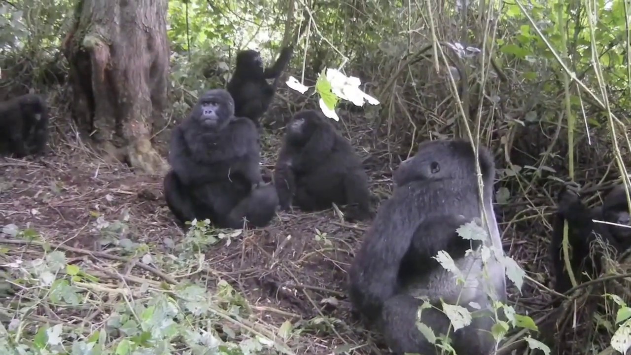 Volcanoes National Park Mountain Gorillas