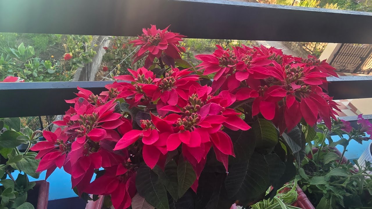 Vlog-8 देवरानी ने ये क्या दे दिया। #vlog #familyvlog #flower #plants #family #gift #food