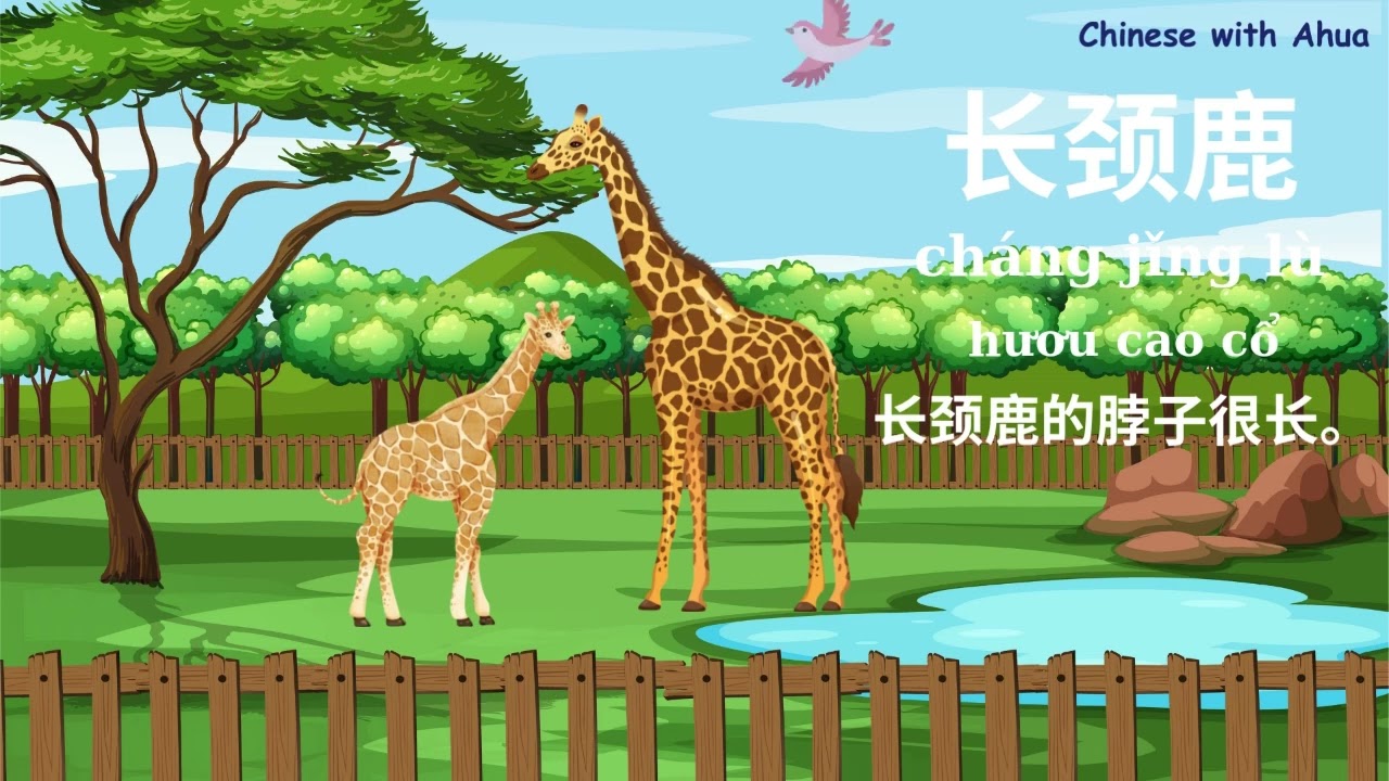 Bé Học Tiếng Trung – 15 Loài Động Vật Trong Sở Thú 🐯🐘