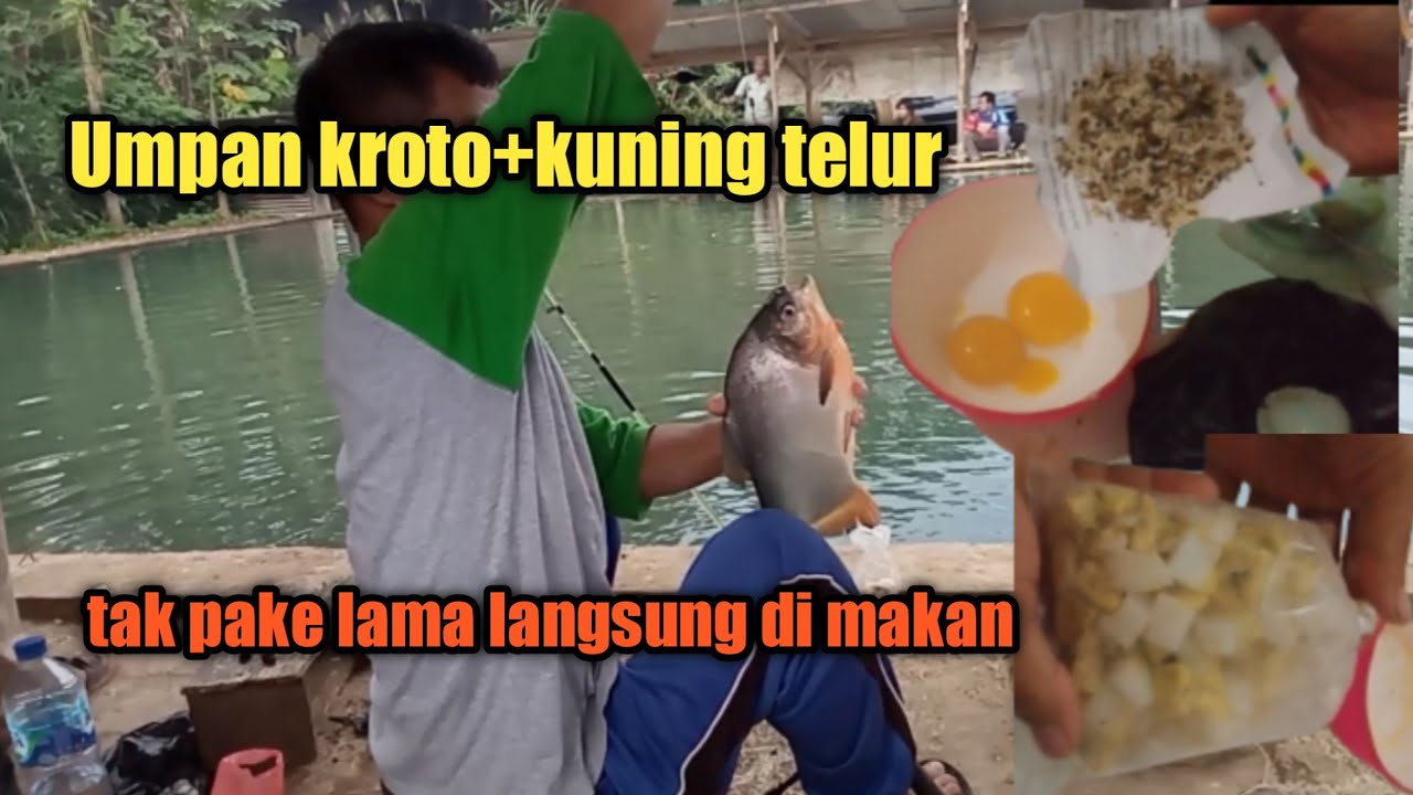 cara meracik umpan kroto+telor bebek untuk mancing bawal harian @danipbg8912