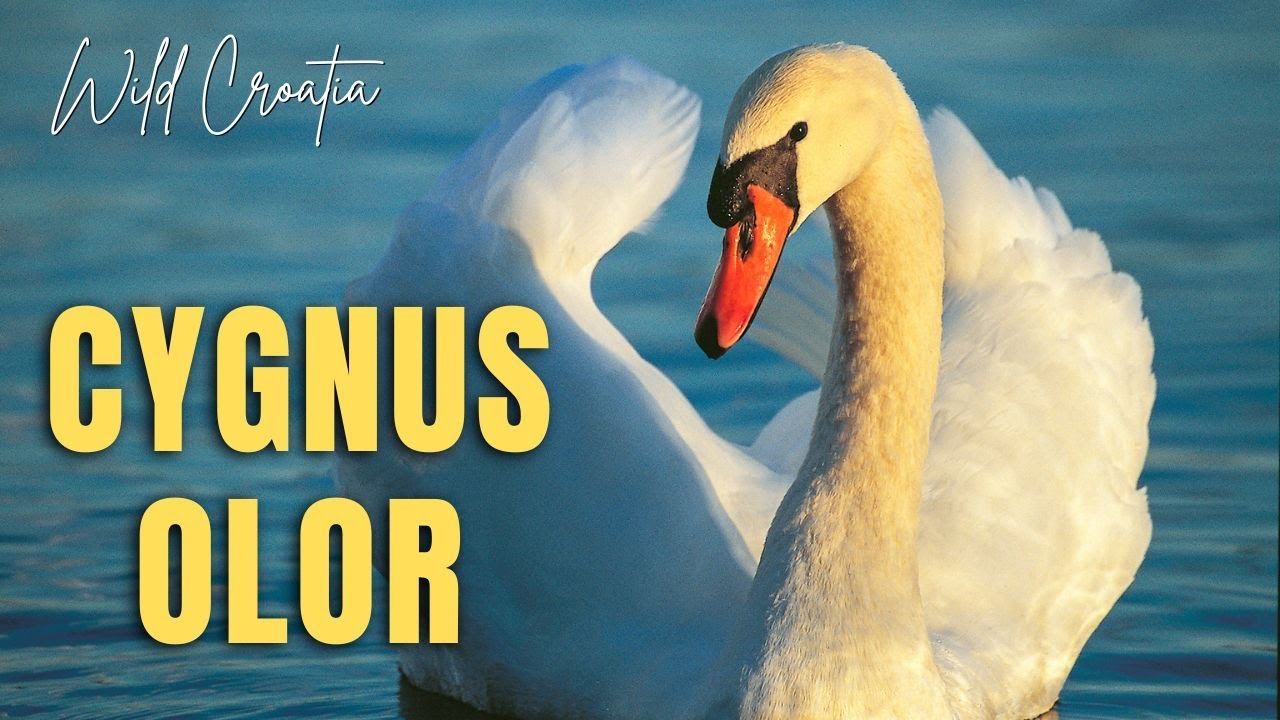 The mute swan (Cygnus olor)