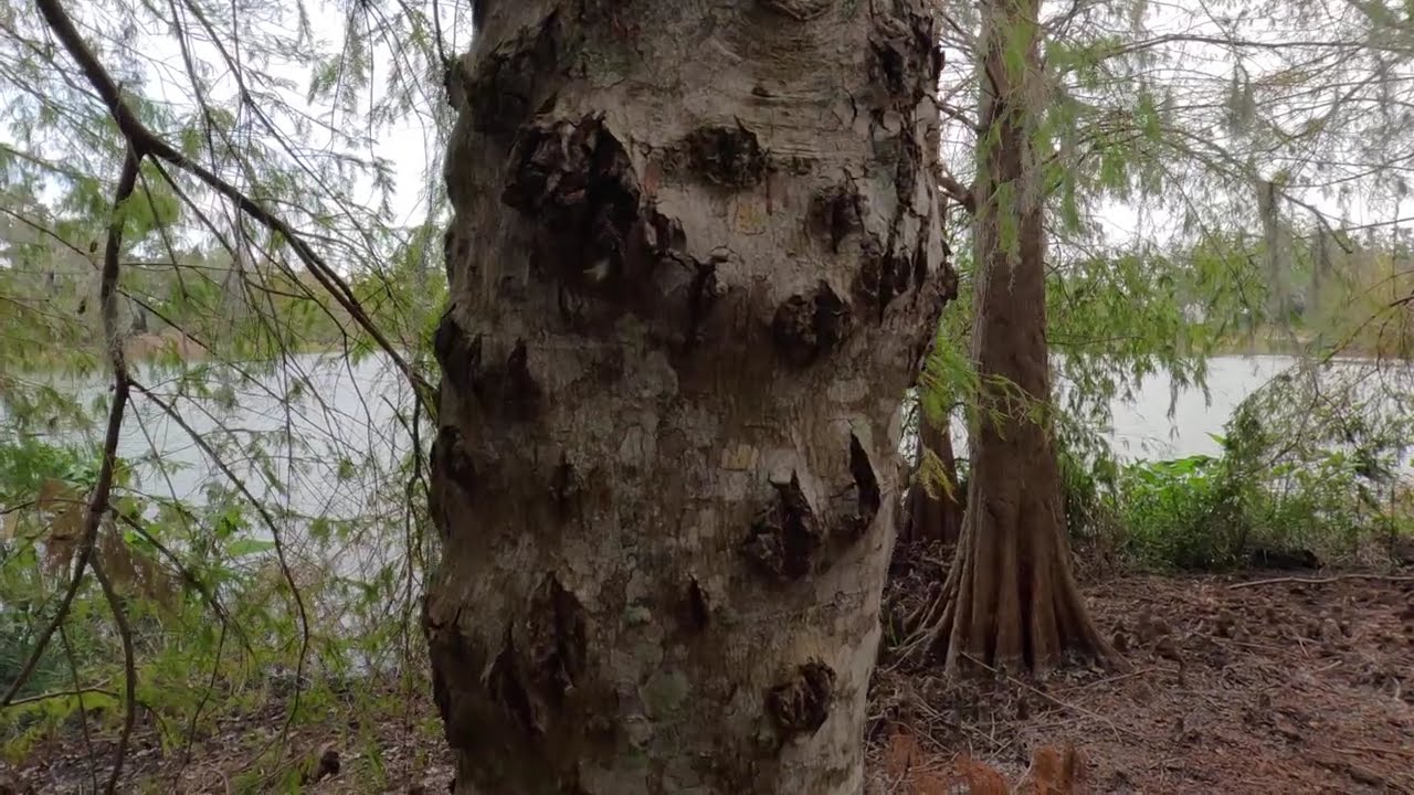A Peaceful Walk Around Lake Brimm | Florida’s Hidden Beauty