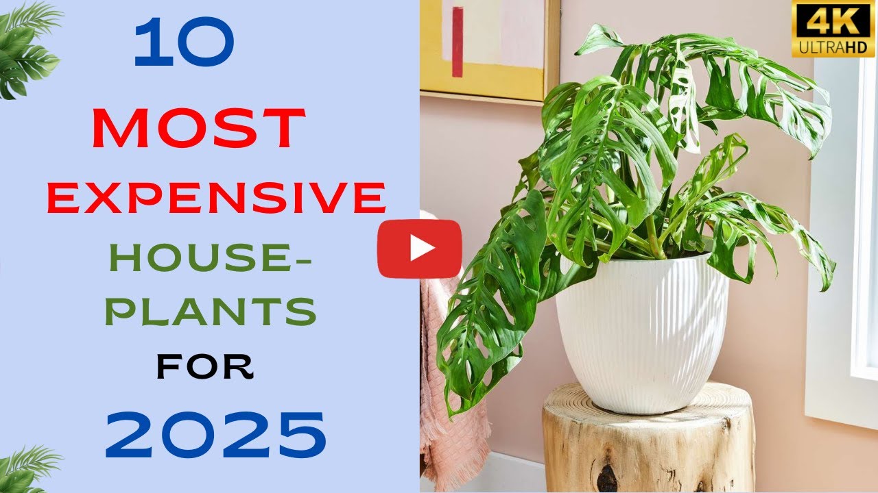 10 Most Expensive Houseplants for 2025 | Rare Houseplants | Expensive Plants Around The World 🪴🌿☘️🌱