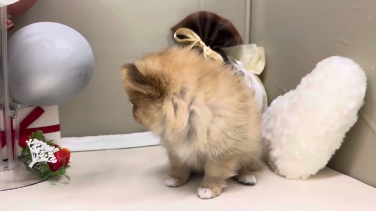 ペットショップ犬の家&猫の里稲毛店「ポメチワ」No.200862