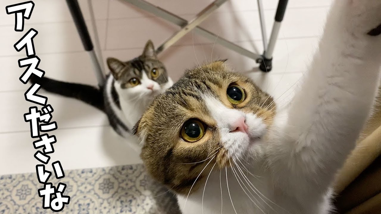 どうしてもアイスが食べたい猫のアピール方法が可愛すぎたw