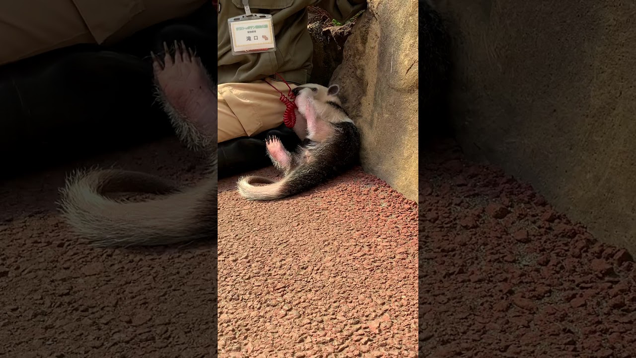 飼育員のお姉さんに甘えたいミナミコアリクイのトトくん