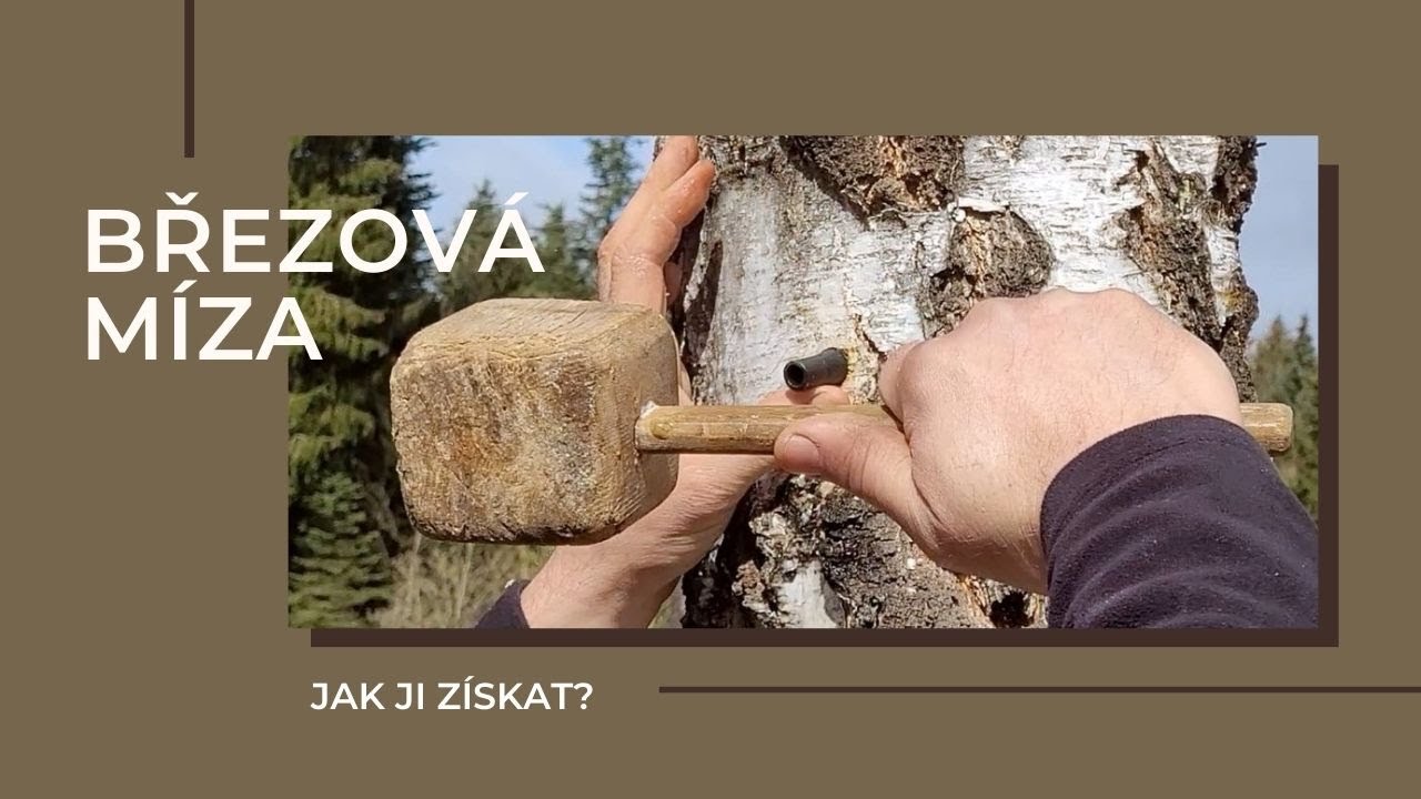 BŘEZOVÁ MÍZA - ten pravý jarní detox. Jak ji získáme?