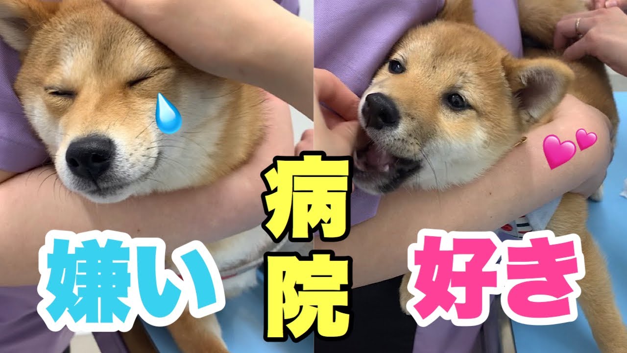 【注射映像＆音量注意】注射で泣く姉と病院大好き弟