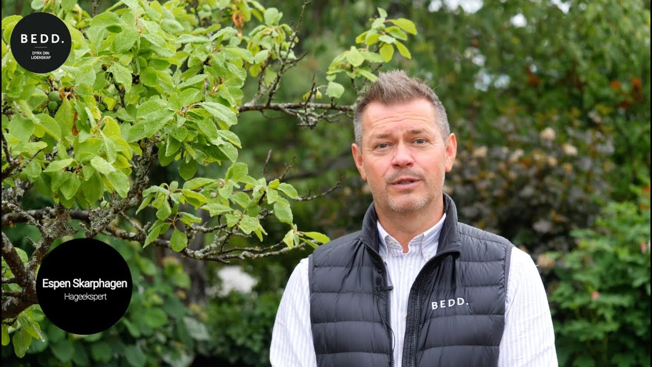 Tips til vedlikehold av planter i BEDD v. Espen Skarphagen