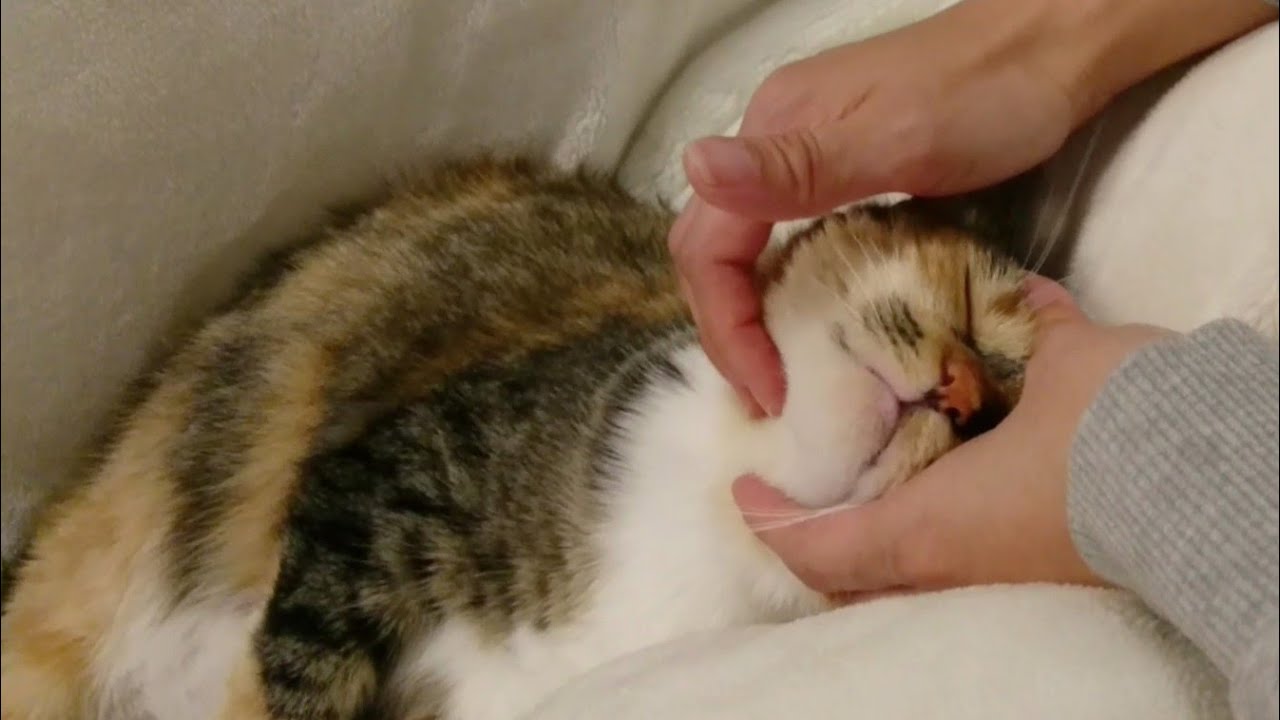 【エステティシャン】元エステティシャンのマッサージに猫が驚きの反応を！【猫動画】