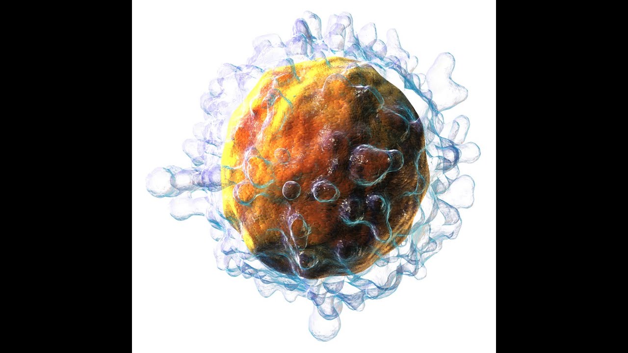 [Sistema immunitario #3] Immunit&agrave; adattativa - cellulo mediata