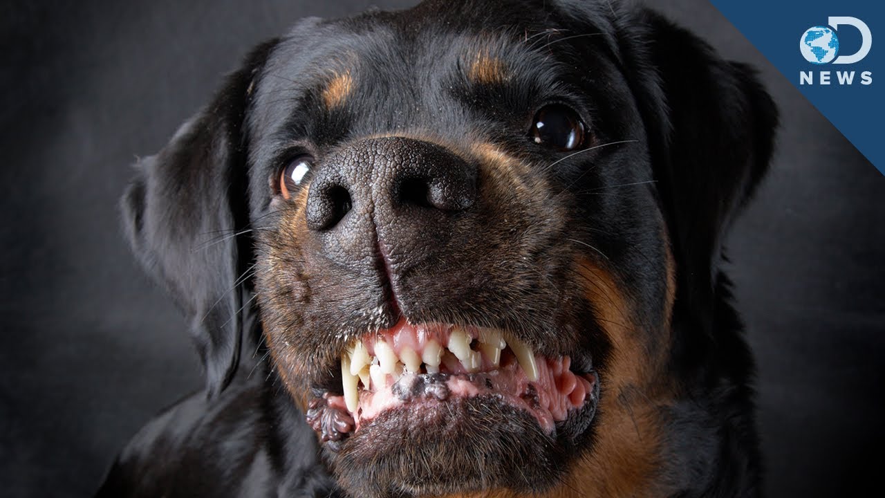 Are Some Dog Breeds More Aggressive?