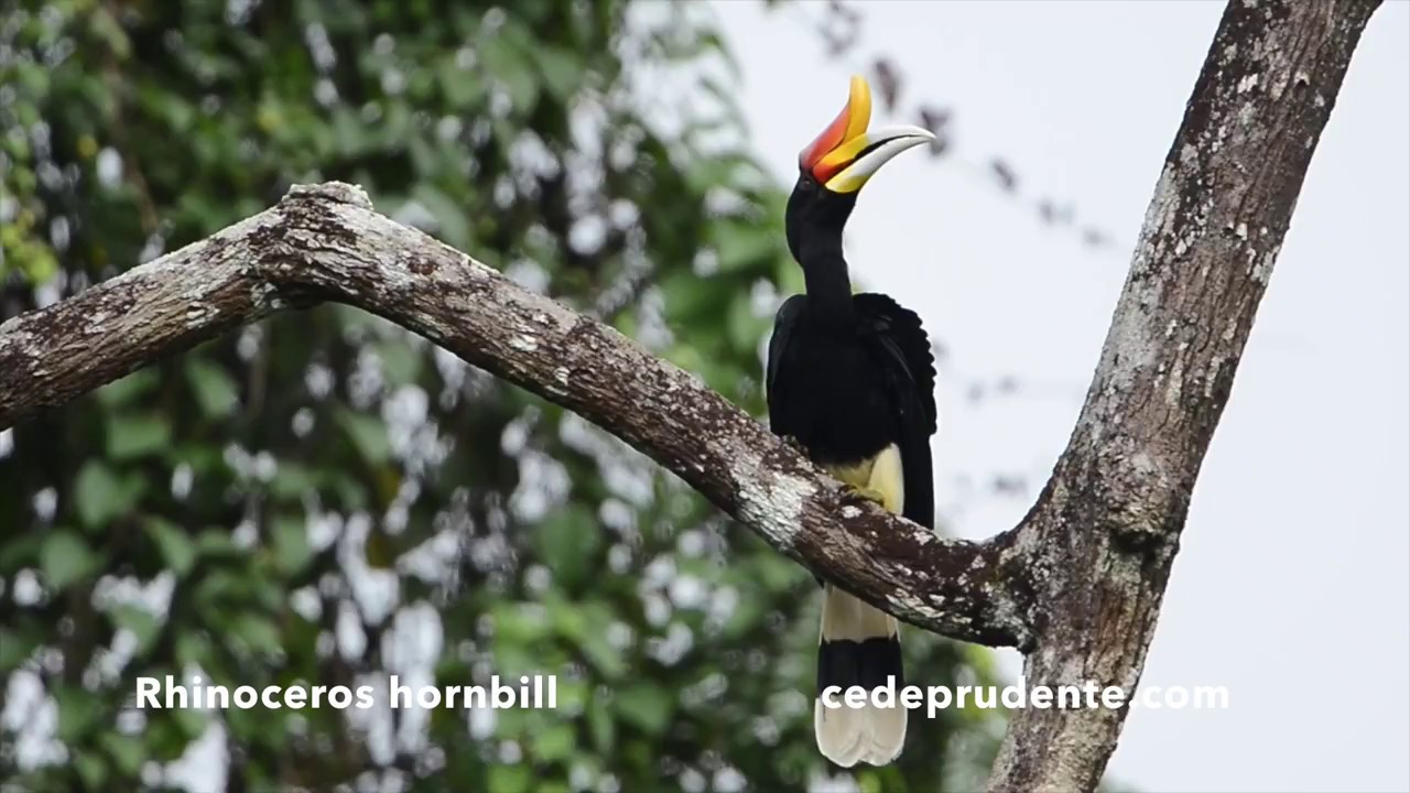 Rhinoceros hornbill (Buceros rhinoceros 110cm) 4K and 1080 HD video
