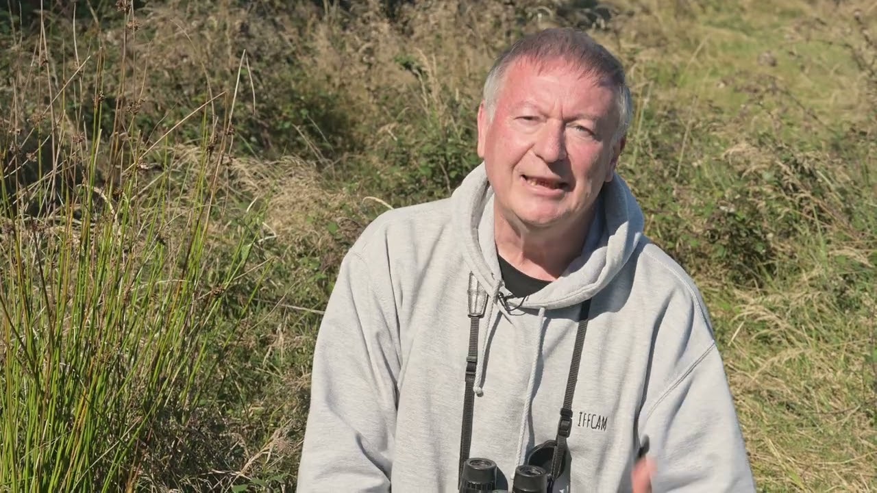 LES LIBELLULES - Au bord de l'eau douce