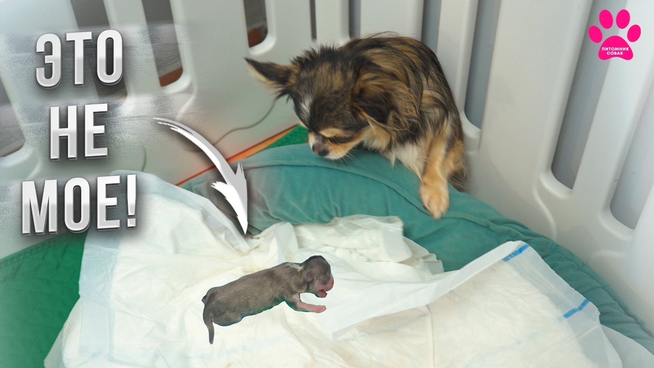 Собака родила щенка и ПРЯЧЕТСЯ от него!