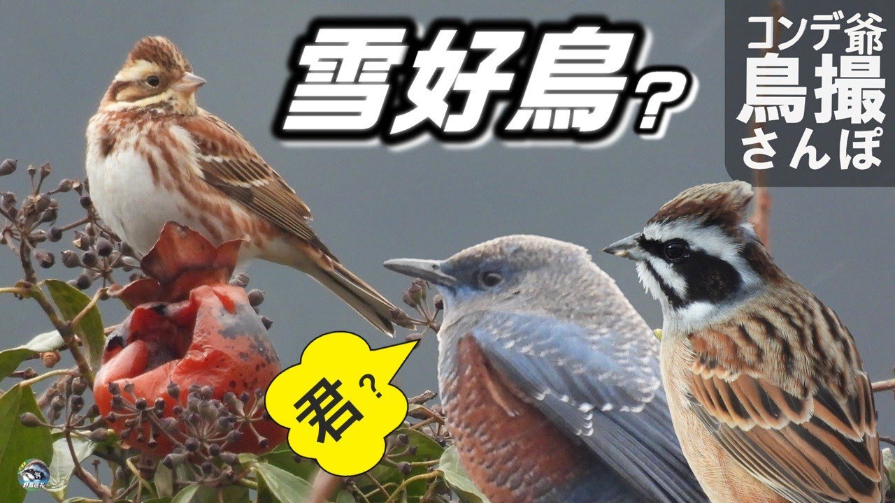 カシラダカは雪が好き？　ハイタカの冬？　日本の縮図　北播磨のおすすめ