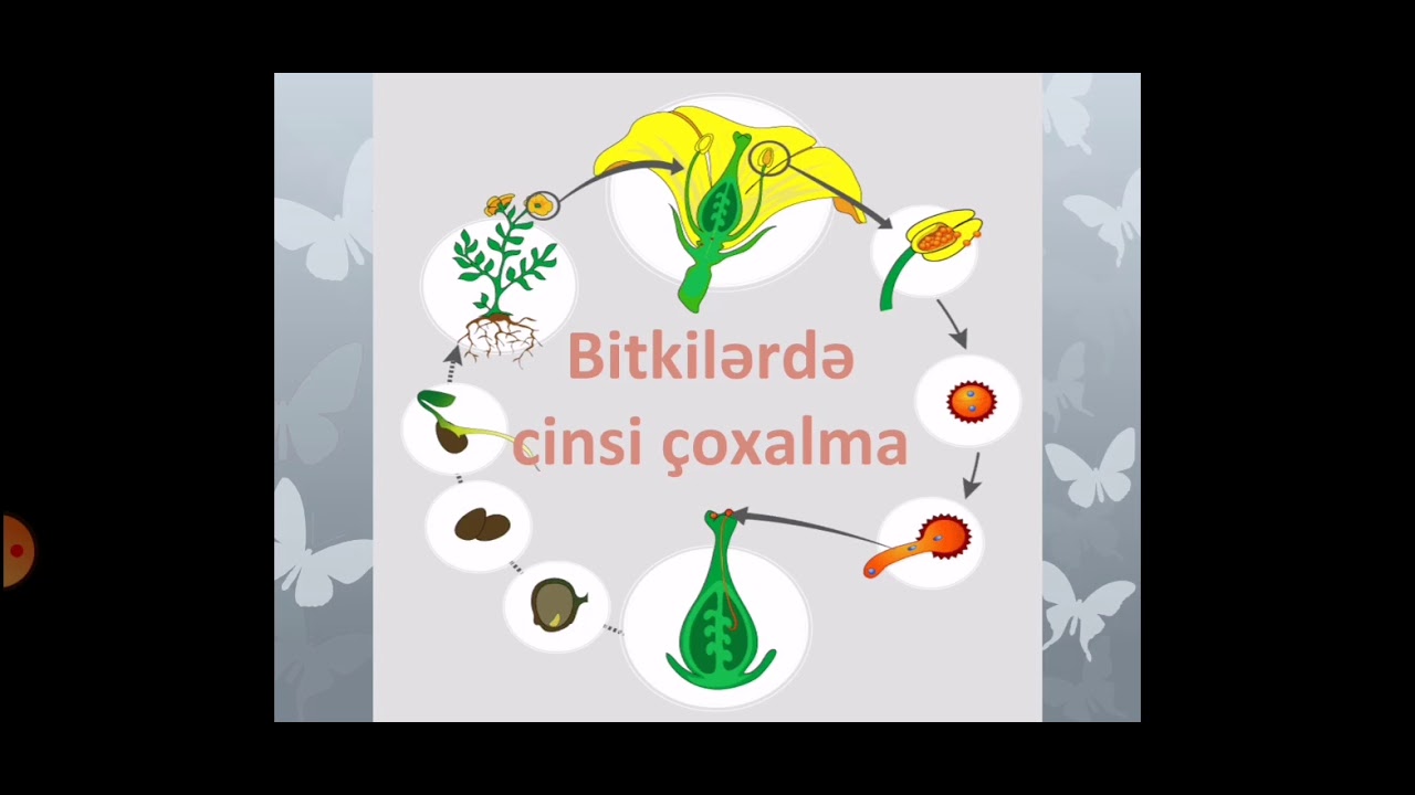 Bitkilərdə cinsi çoxalma. Ulotriks