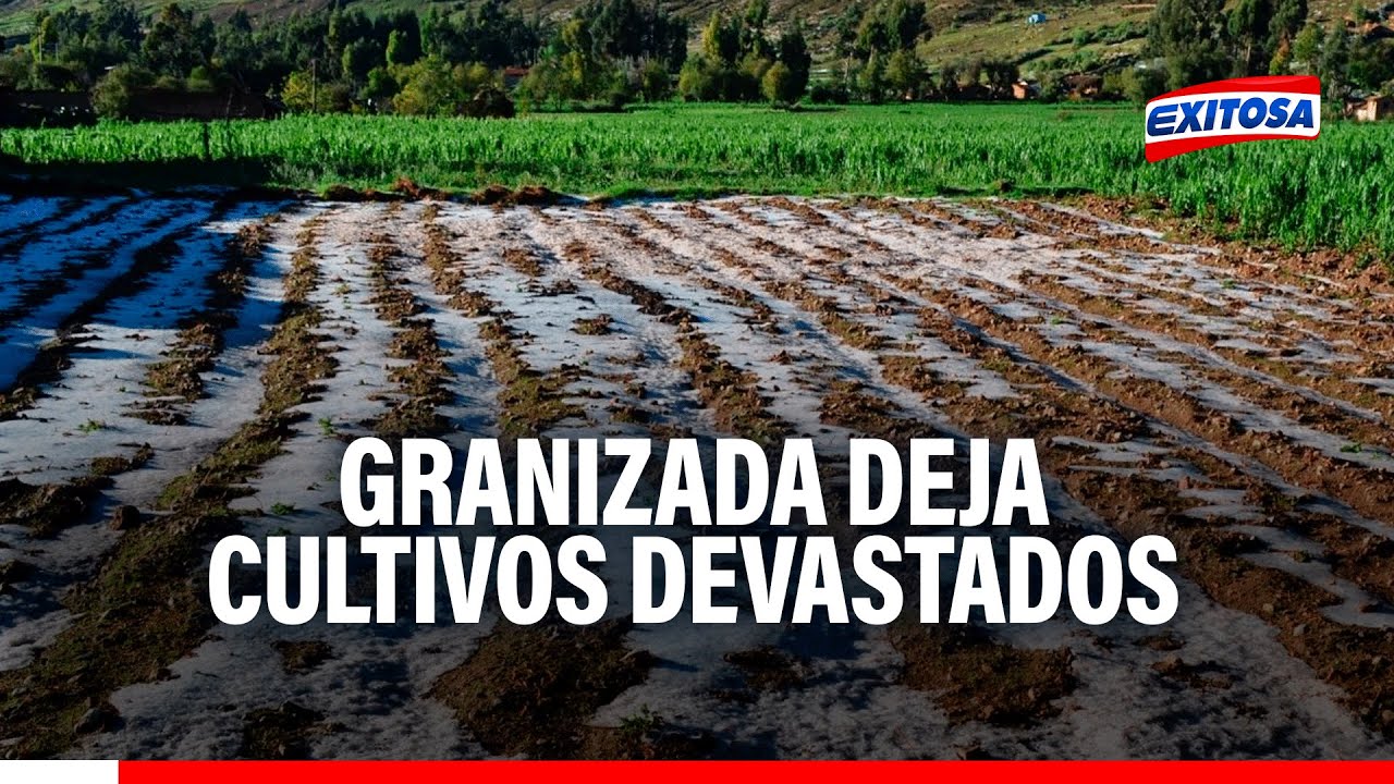 🔴🔵 Huancayo: Intensa granizada devastó apróximadamente 104 hectáreas de cultivo