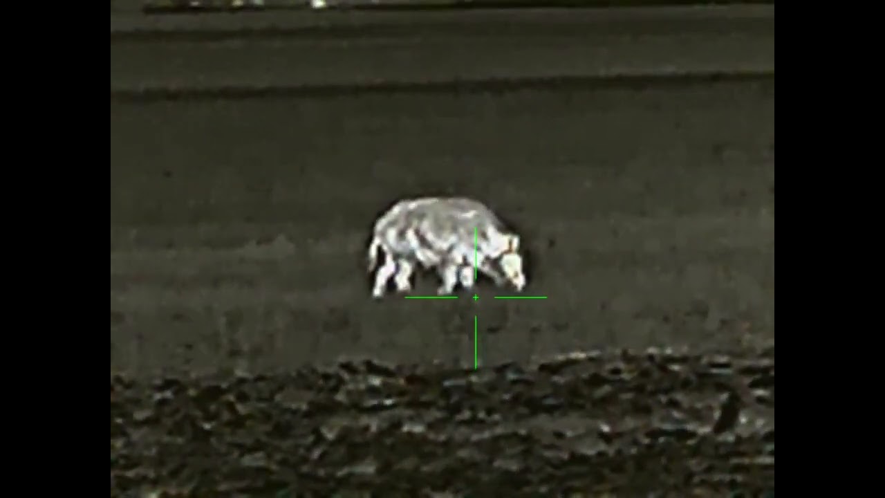 Lov lončáka kňourka březen 2026