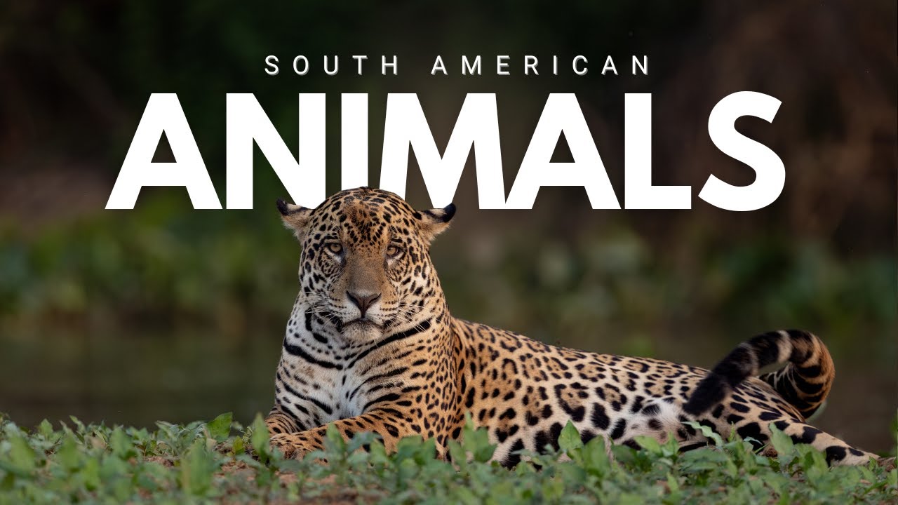 Animals Of South America 4K - Scenic Wildlife Film With Calming Music