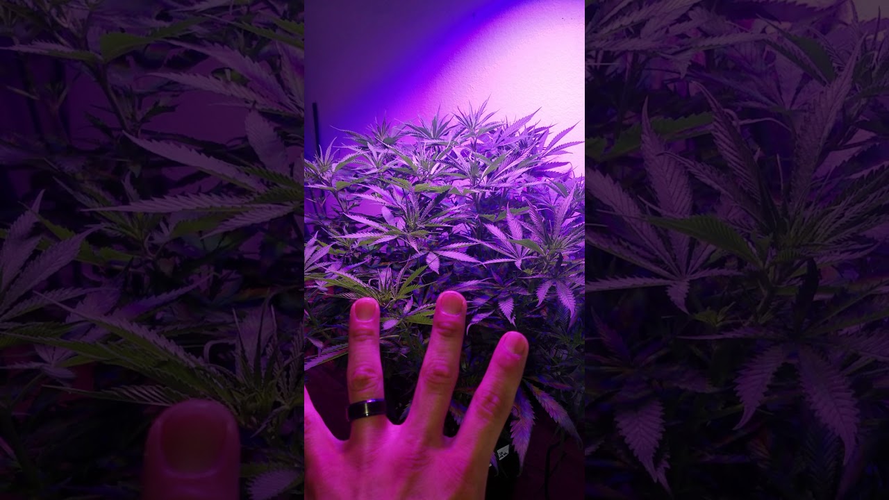 Growers Choice