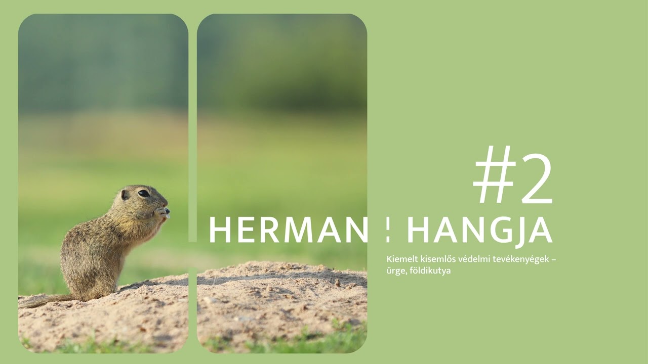 Herman hangja #2 // Kiemelt kisemlős védelmi tevékenységek: ürge, földikutya