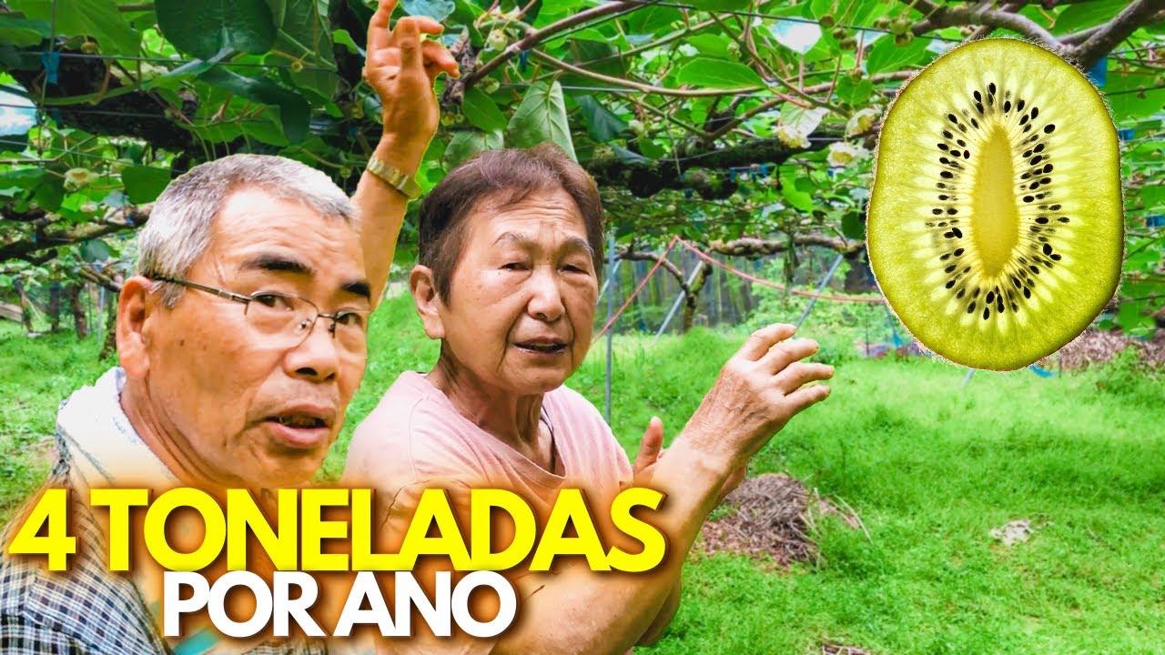CASAL DE AGRICULTORES PRODUZ KIWI NO JAPÃO