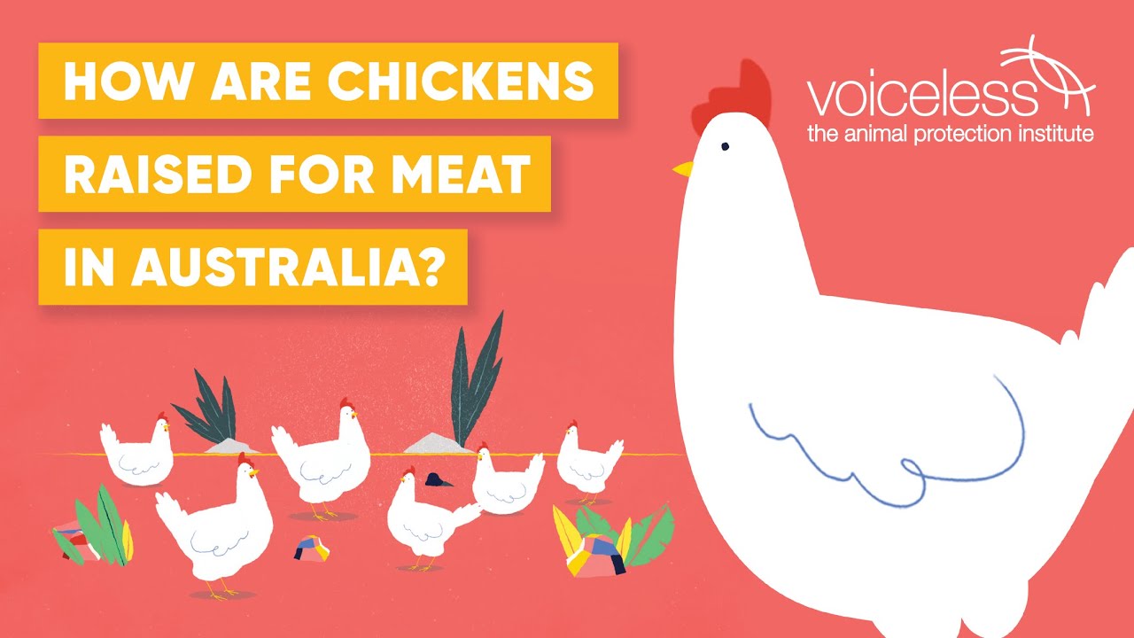 How are Chickens Raised for Meat in Australia? Chicken Welfare in the Meat Industry.